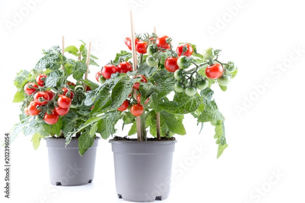 Obraz Cherry tomatoes trees planted on gray pots with white background