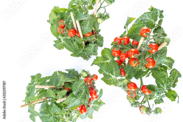 Obraz Top view 3 home cultivated organic cherry tomatoes trees with mini red fresh tomatoes hanging on it, planted in a brown pot with white background