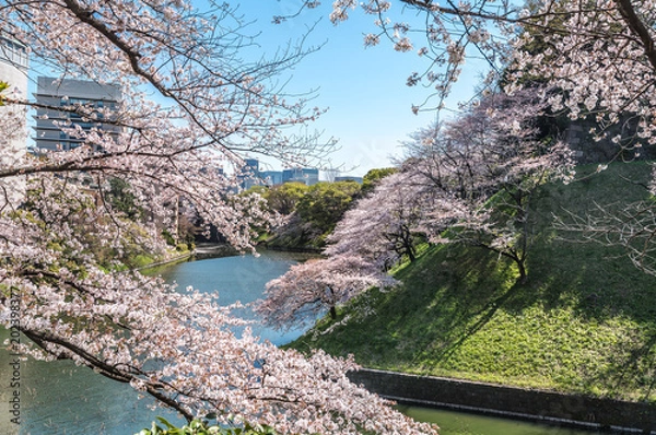 Obraz Japan Tokyo Sakura