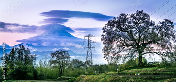 Obraz Nirasaki Sakura 