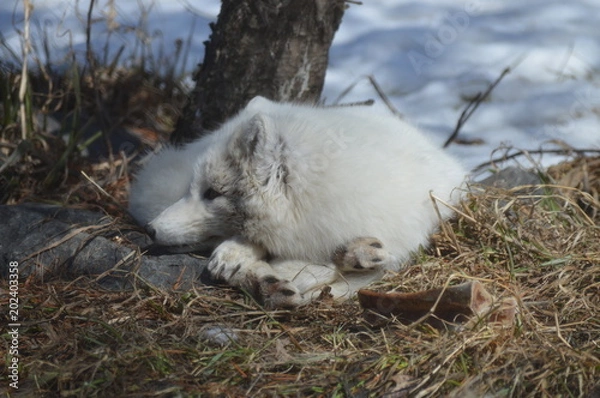 Fototapeta Arctic Fox