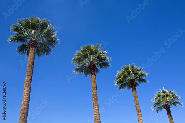 Fototapeta Four Palm Trees against a blue sky