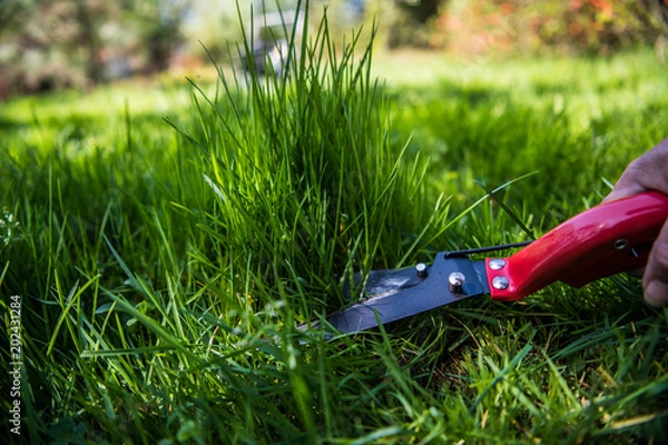 Obraz Przycinanie trawy