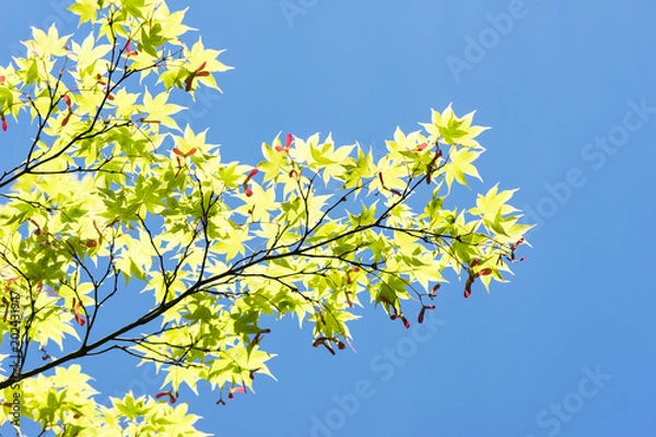 Fototapeta fresh verdure