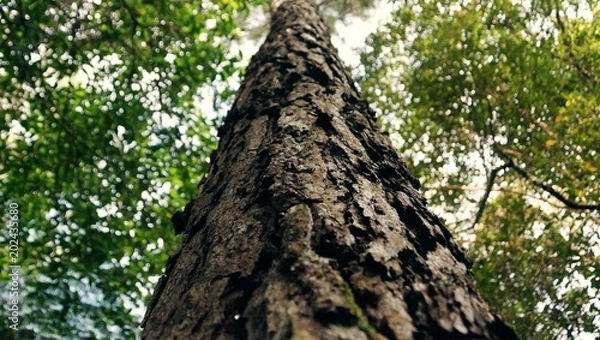 Obraz Close to nature