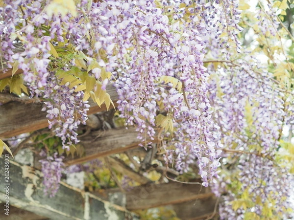 Fototapeta 満開に咲く紫色のフジ