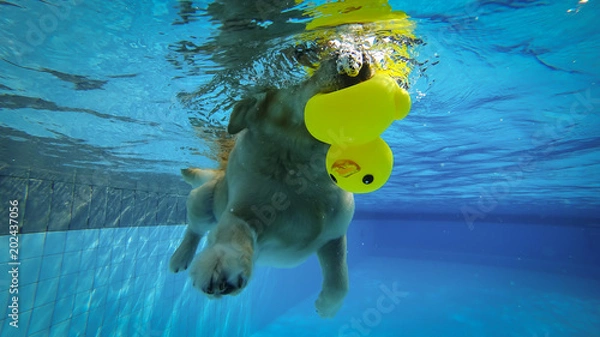 Obraz Golden Retriever Puppy Exercises in Swimming Pool (Underwater View)