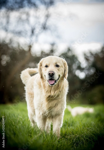 Obraz Retriever and Dalmatian playing
