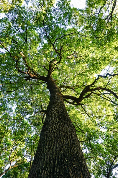 Obraz Tree reaching for the sky