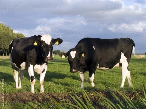 Obraz dutch cows