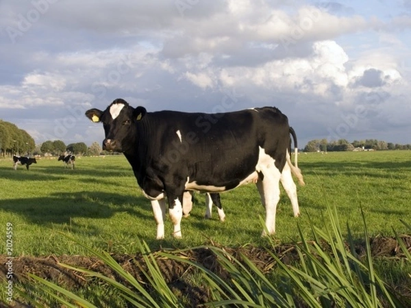 Obraz dutch cow