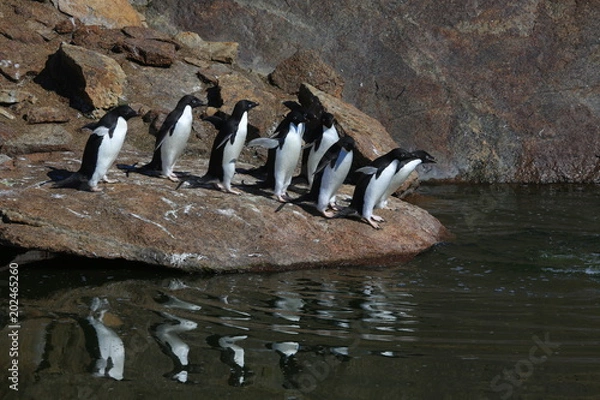 Obraz Adelie penguin