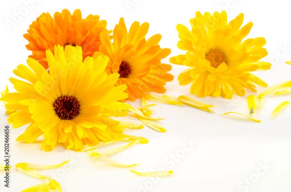 Obraz Ringelblumenblüten und -blütenblätter