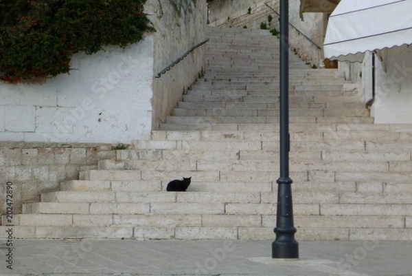 Fototapeta イタリア　猫