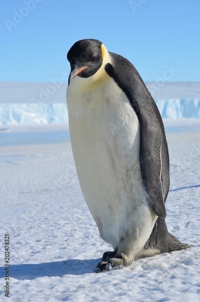 Obraz Antarctica penguins