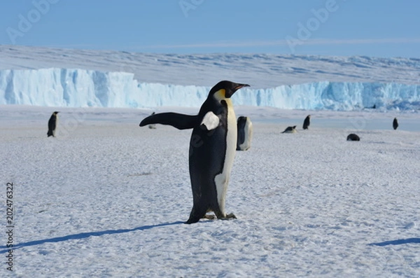 Obraz Antarctica penguins