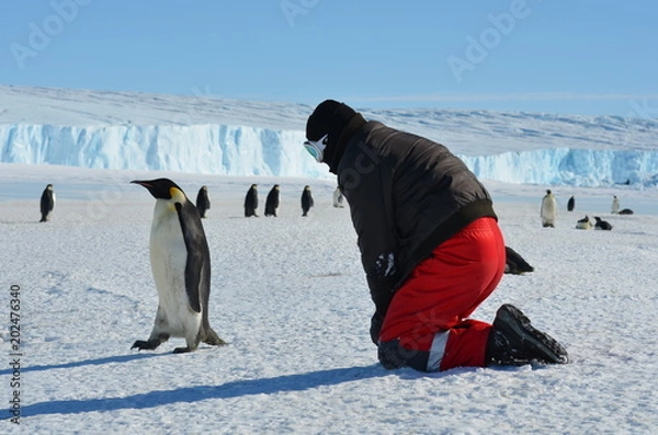 Obraz Antarctica penguins