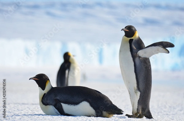 Obraz Antarctica penguins