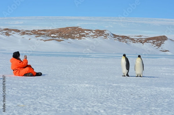 Obraz Antarctica penguins