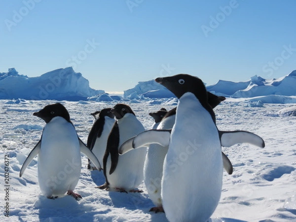 Obraz Antarctica penguins