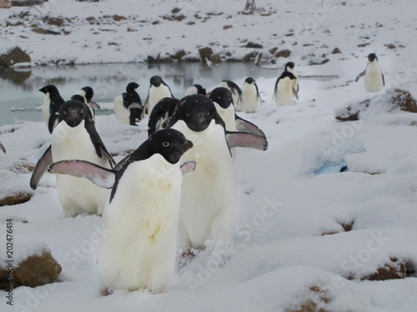 Obraz Antarctica penguins