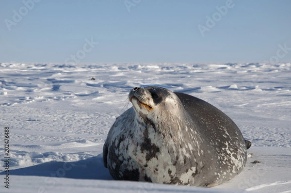 Obraz Antarctida seal