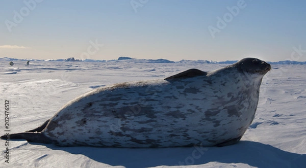 Obraz Antarctida seal