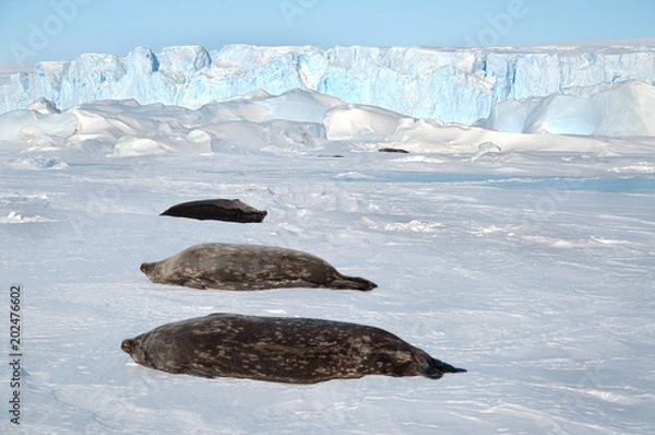 Obraz Antarctida seal