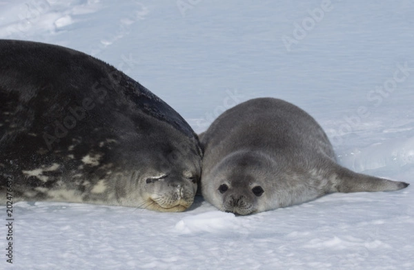Obraz Antarctida seal