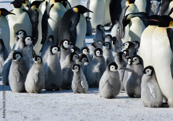 Obraz Antarctica penguins