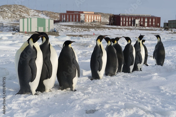 Obraz Antarctica penguins
