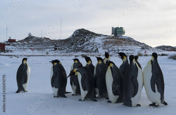 Obraz Antarctica penguins