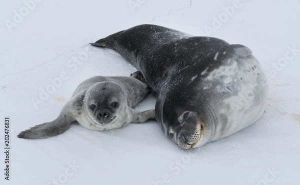 Obraz Antarctida seal