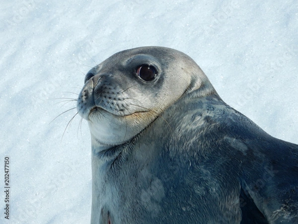 Obraz Antarctida seal