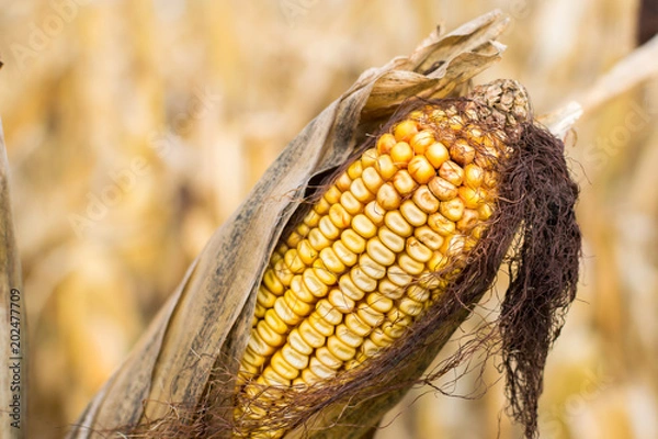 Obraz Corn at Harvest