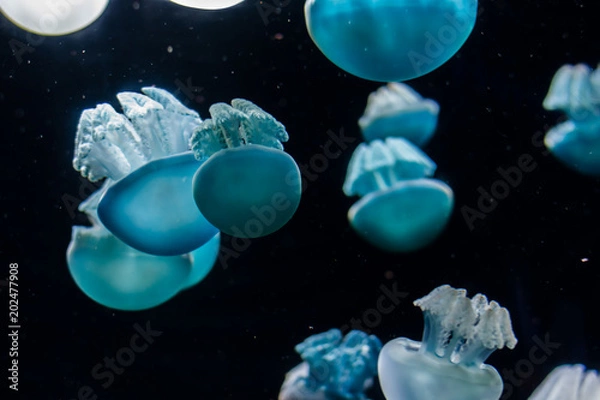 Obraz Jellyfish 1