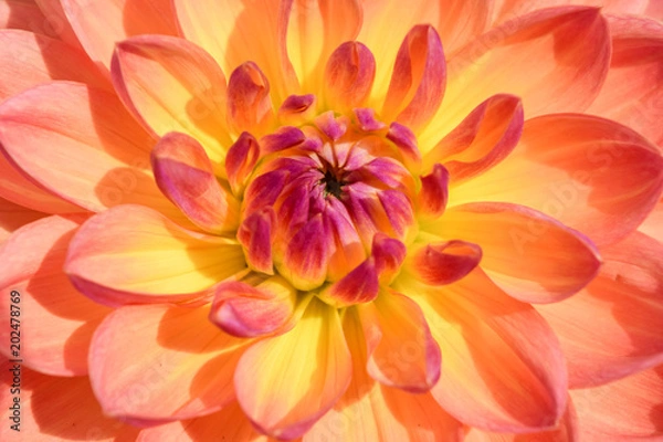 Obraz Orange and Pink Bloom