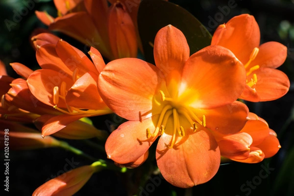 Obraz Orange Bloom 1