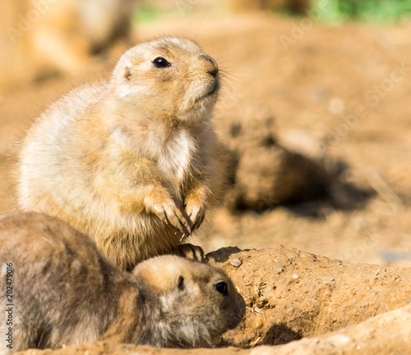 Obraz Prairie Dog