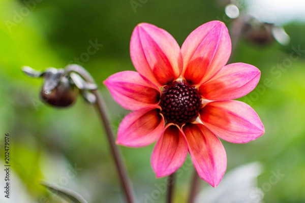 Obraz Pink and Orange Bloom 2