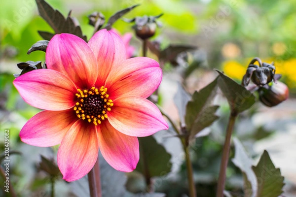 Obraz Pink and Orange Bloom 3