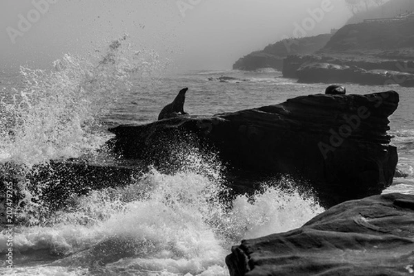 Fototapeta Seal on Rocks