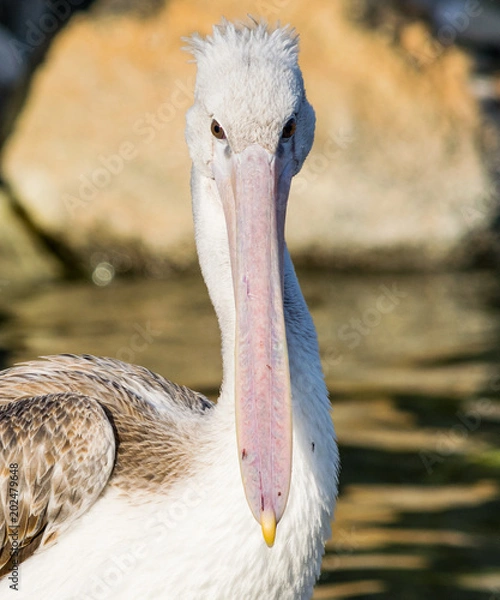 Obraz Large Beak