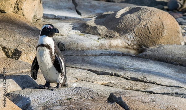 Obraz Penguin on rocks