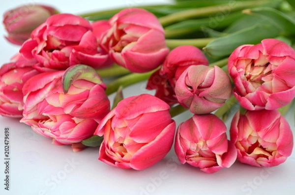 Fototapeta Tulip Columbus Terry Цвет: красный с белым краем Букет тюльпанов