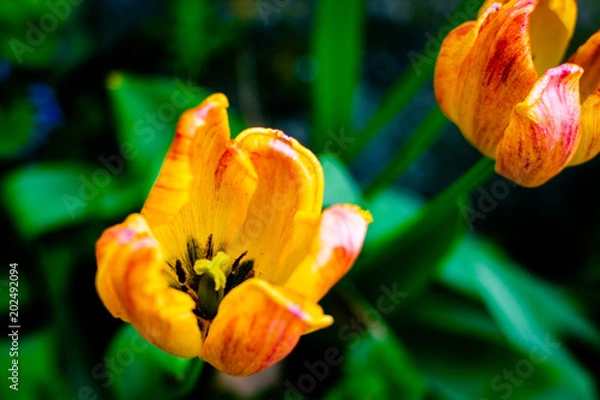 Obraz Tulips in the Spring