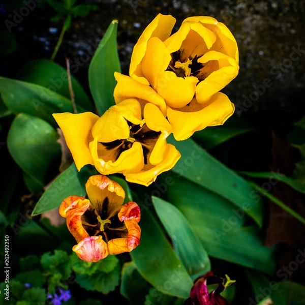 Obraz Tulips in the Spring