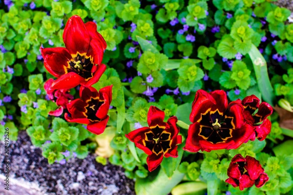 Obraz Tulips in the Spring