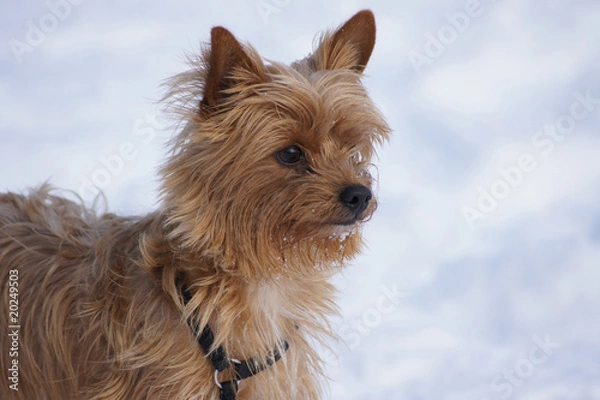 Obraz yorkshire im schnee