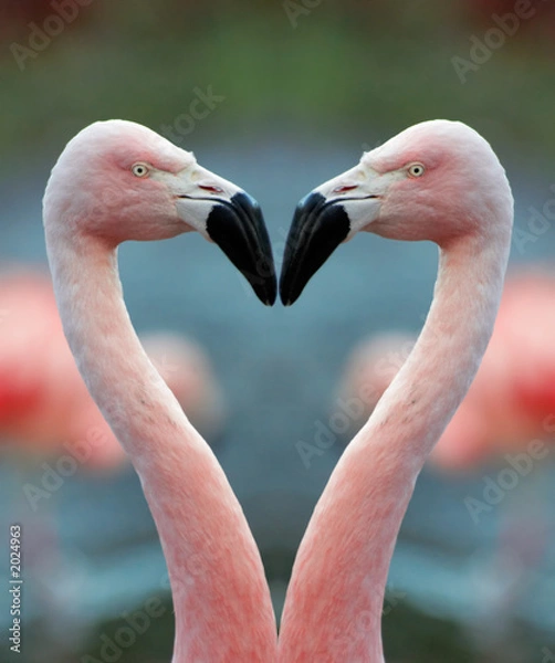 Fototapeta serce flaminga